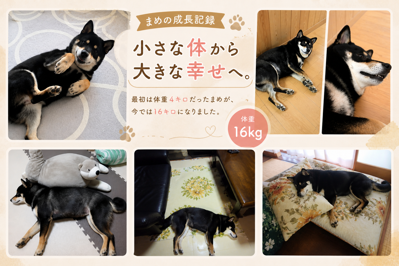 黒柴まめの成長記録｜4kgから16kgへ。柴犬としては大きめサイズに成長