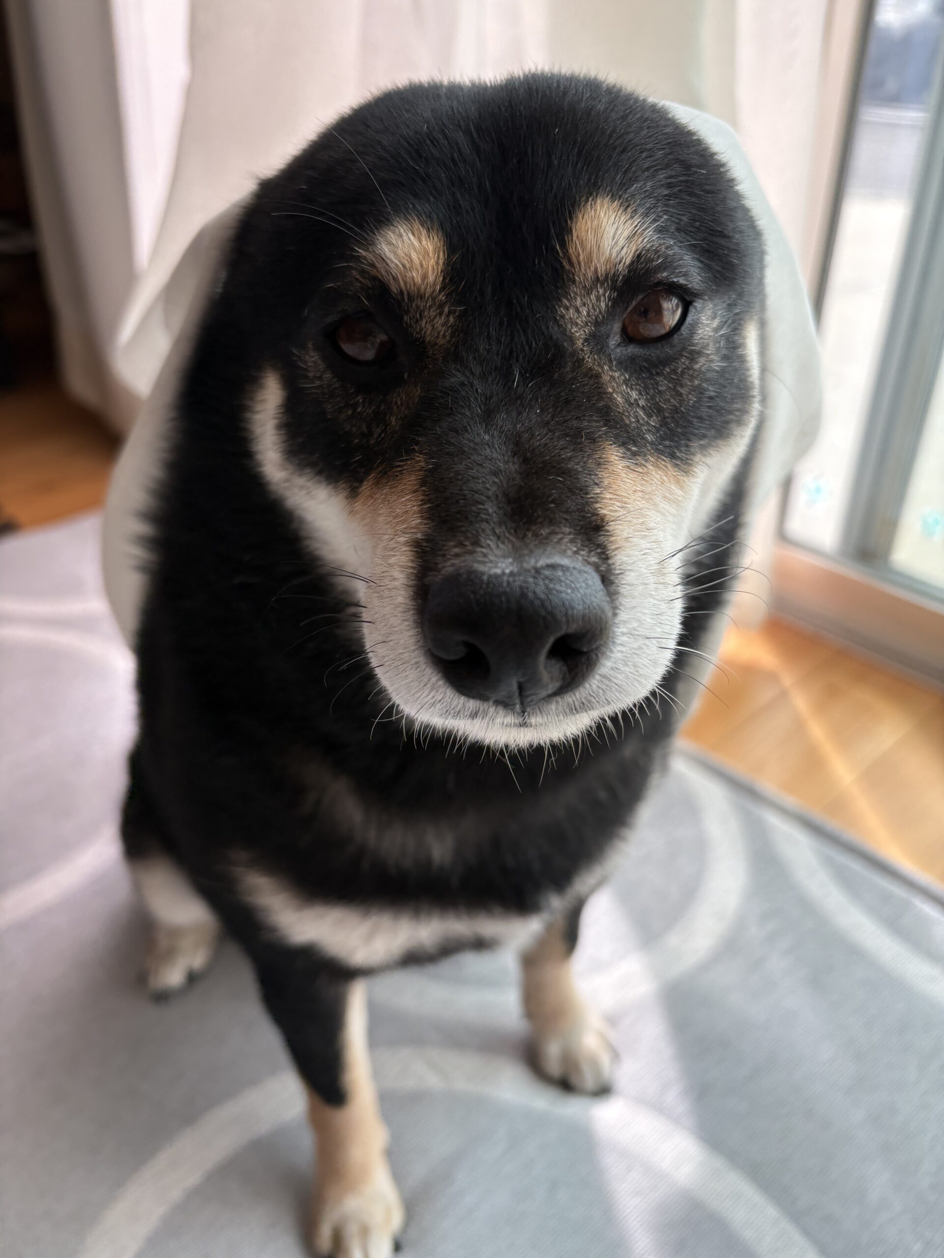 「カーテンの隙間から顔を出す黒柴のまめ。ヤモリ事件を見守るようにひょっこり覗いている様子の写真。」