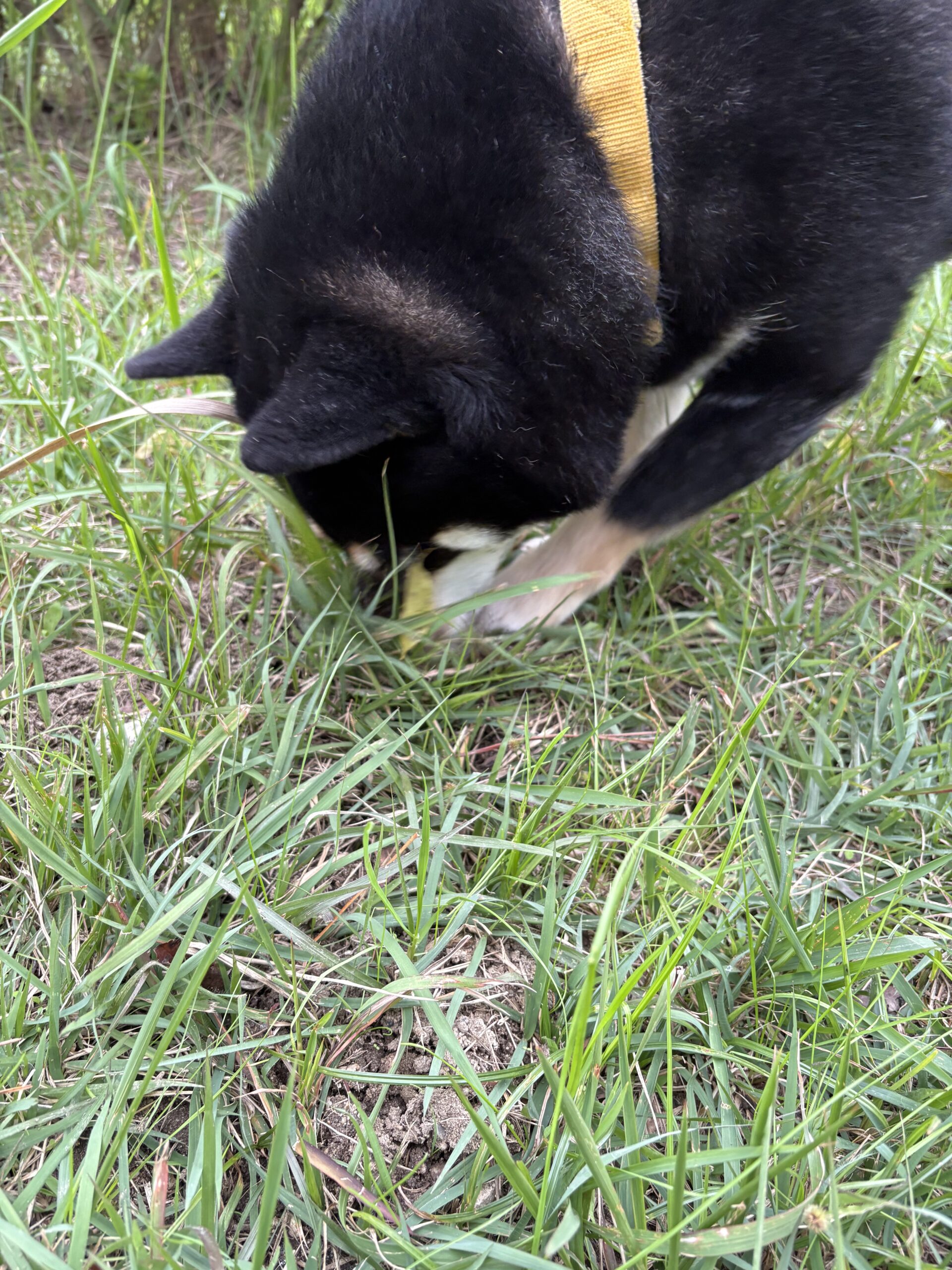 草むらで夢中になって匂いをかぐ黒柴まめの写真（黄色いハーネス着用）