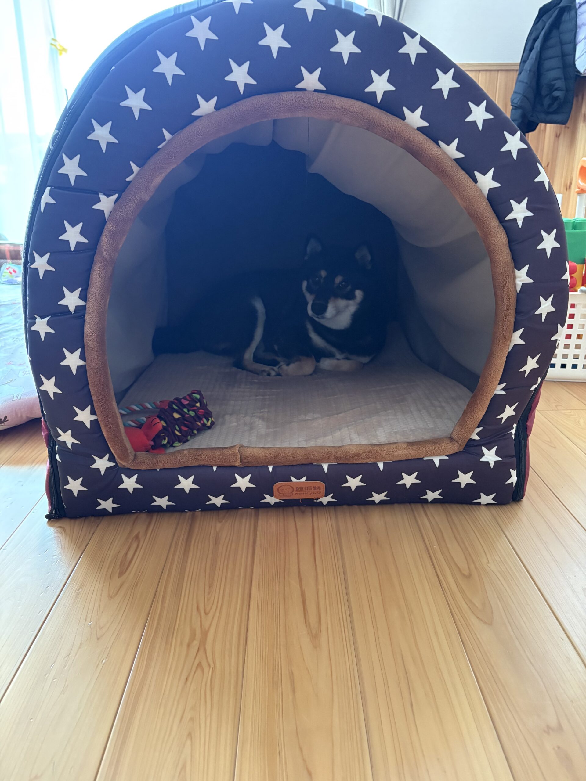 黒柴まめがペットハウスでくつろぐ様子。年中使える快適ドームベッド。