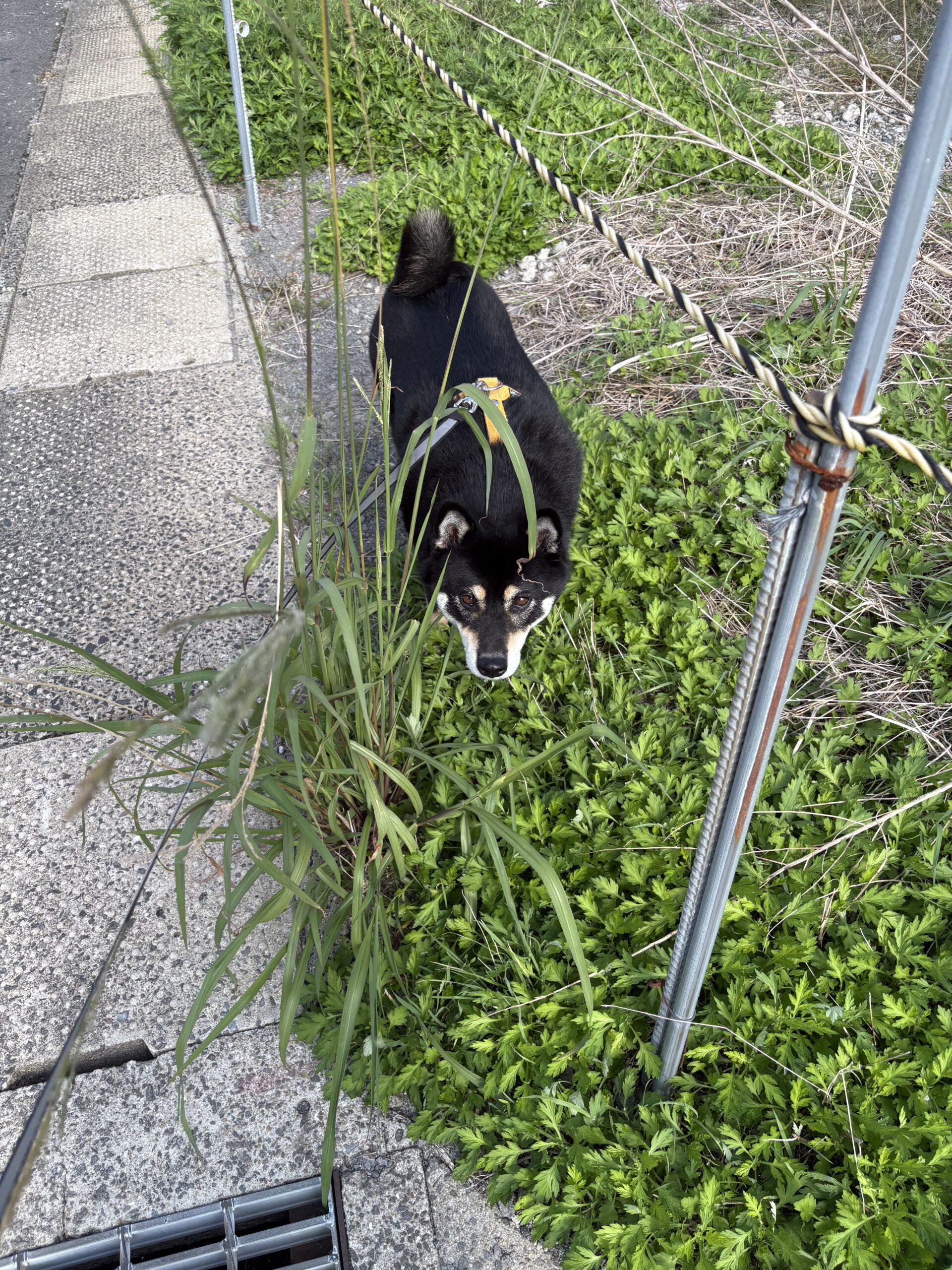 寒い朝に散歩する黒柴まめのクン活写真