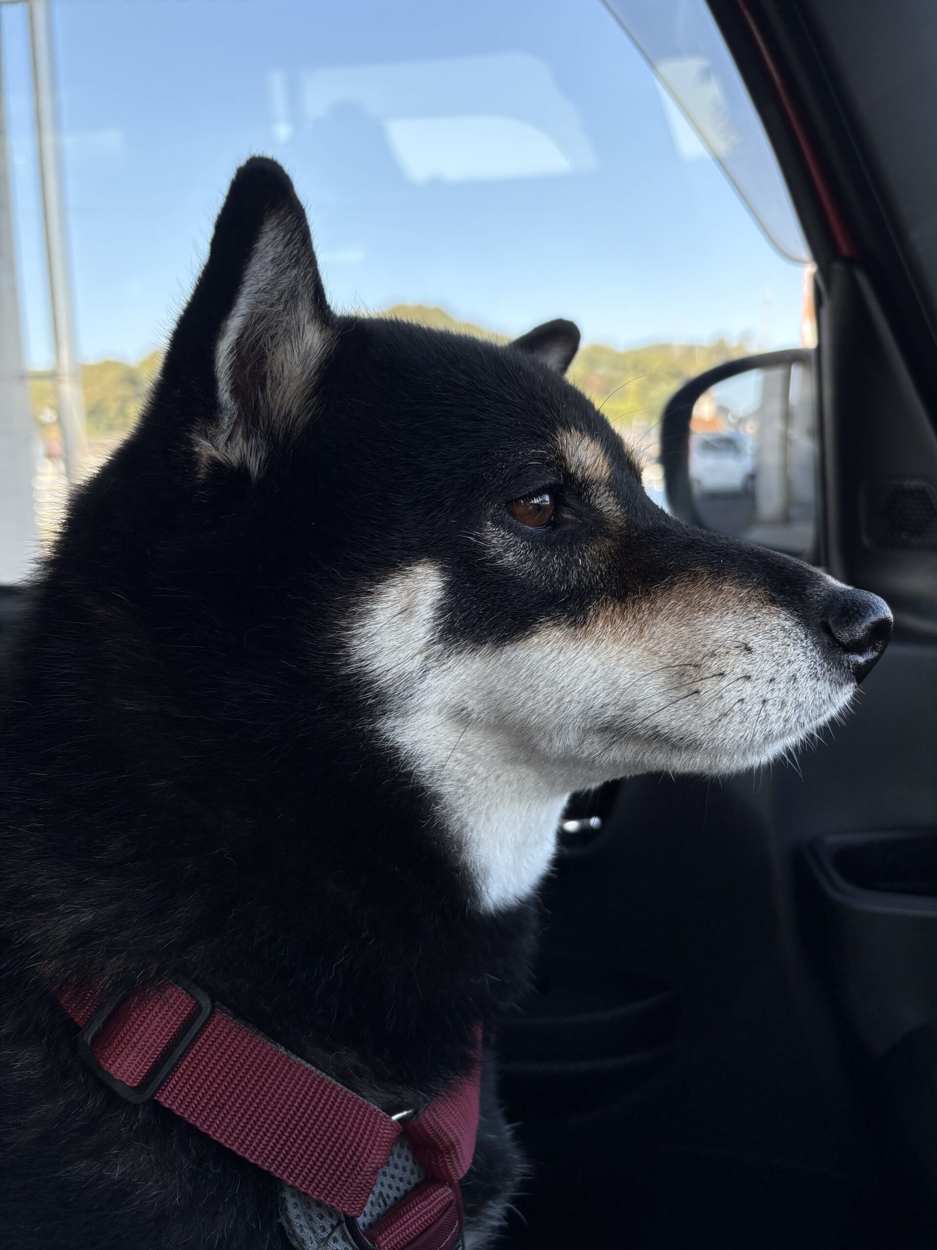 黒柴まめ シャンプー前の様子