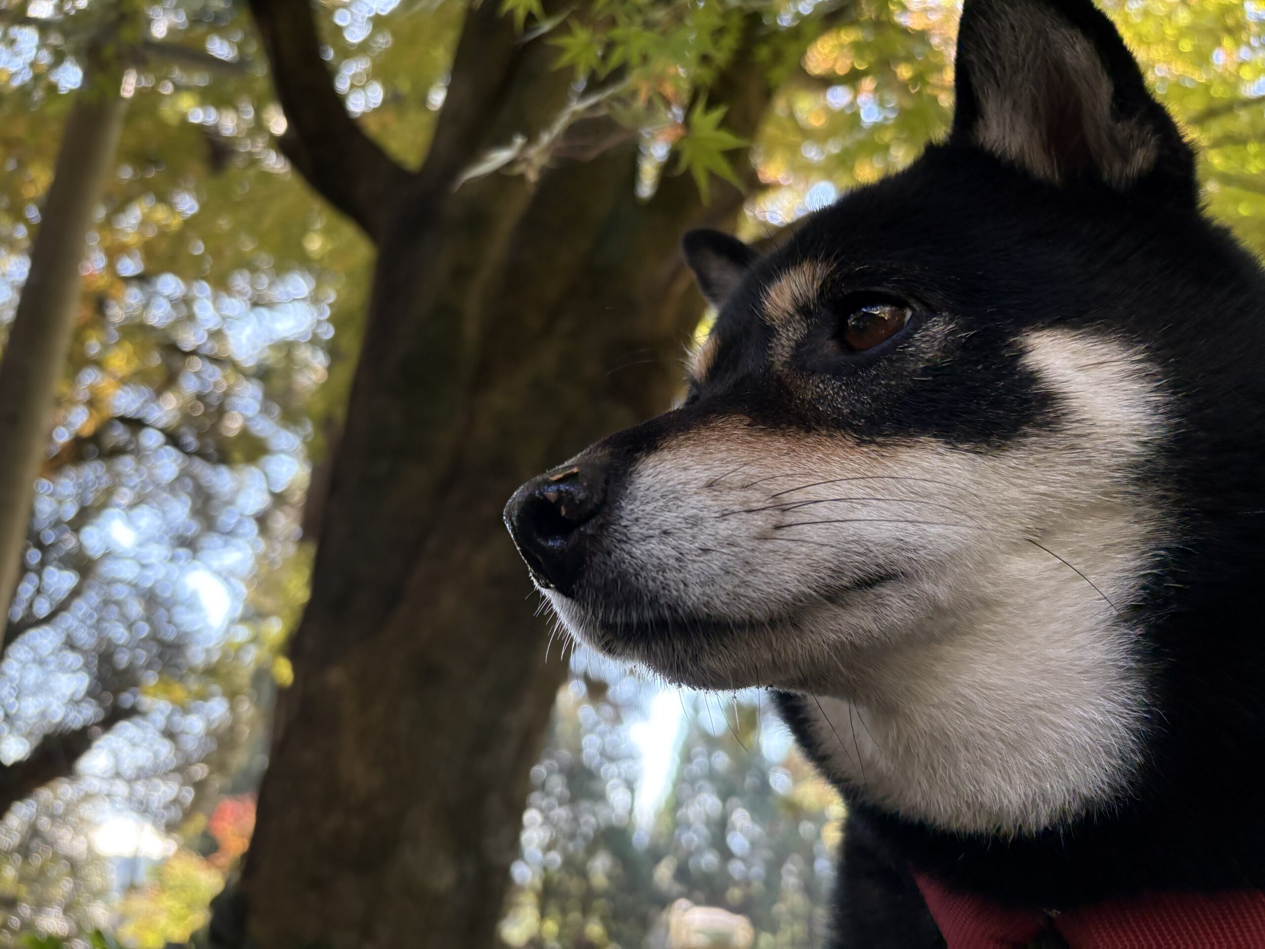 黒柴まめの横顔と紅葉