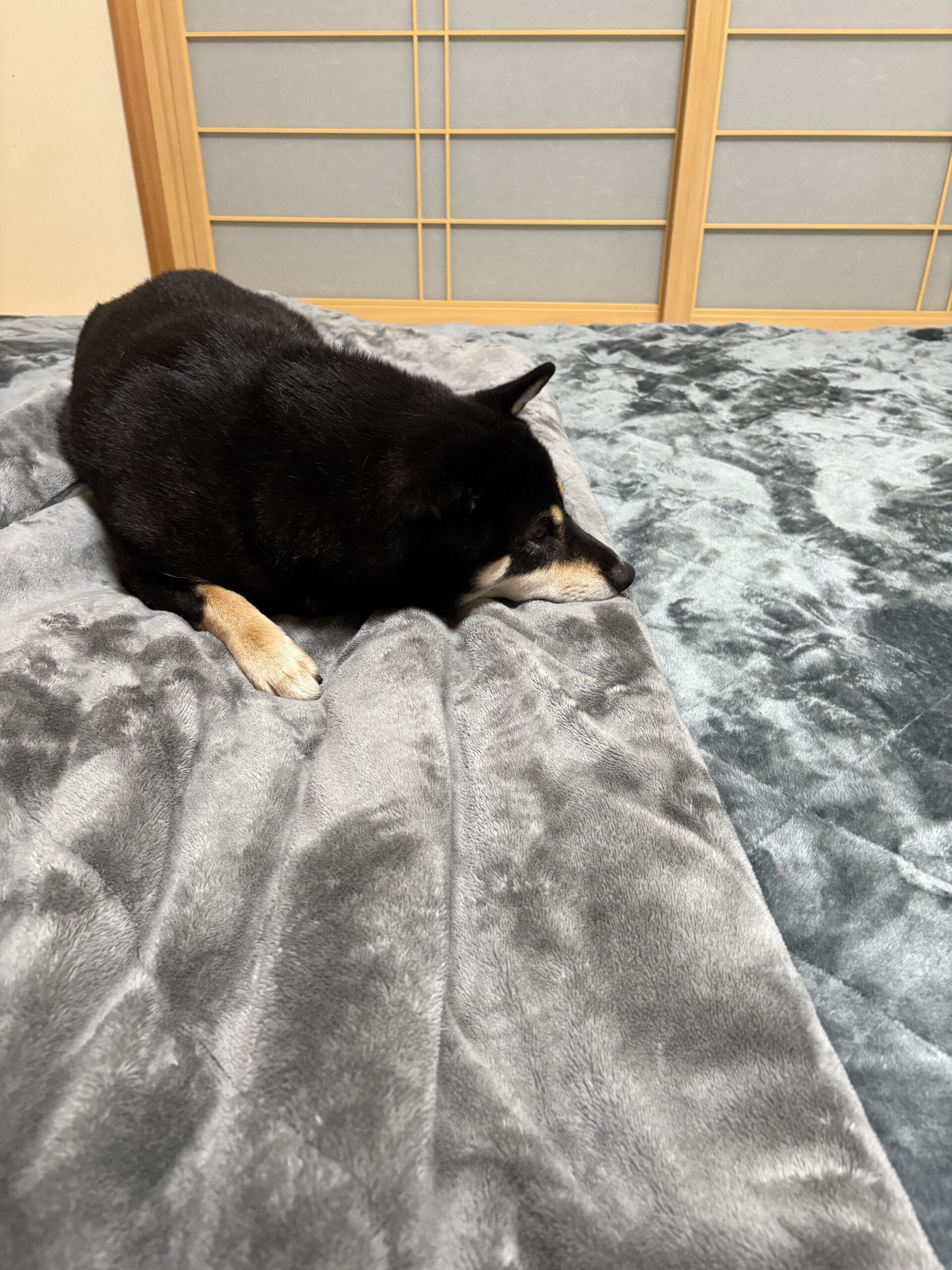 冬用キングサイズマットレスでくつろぐ黒柴まめ