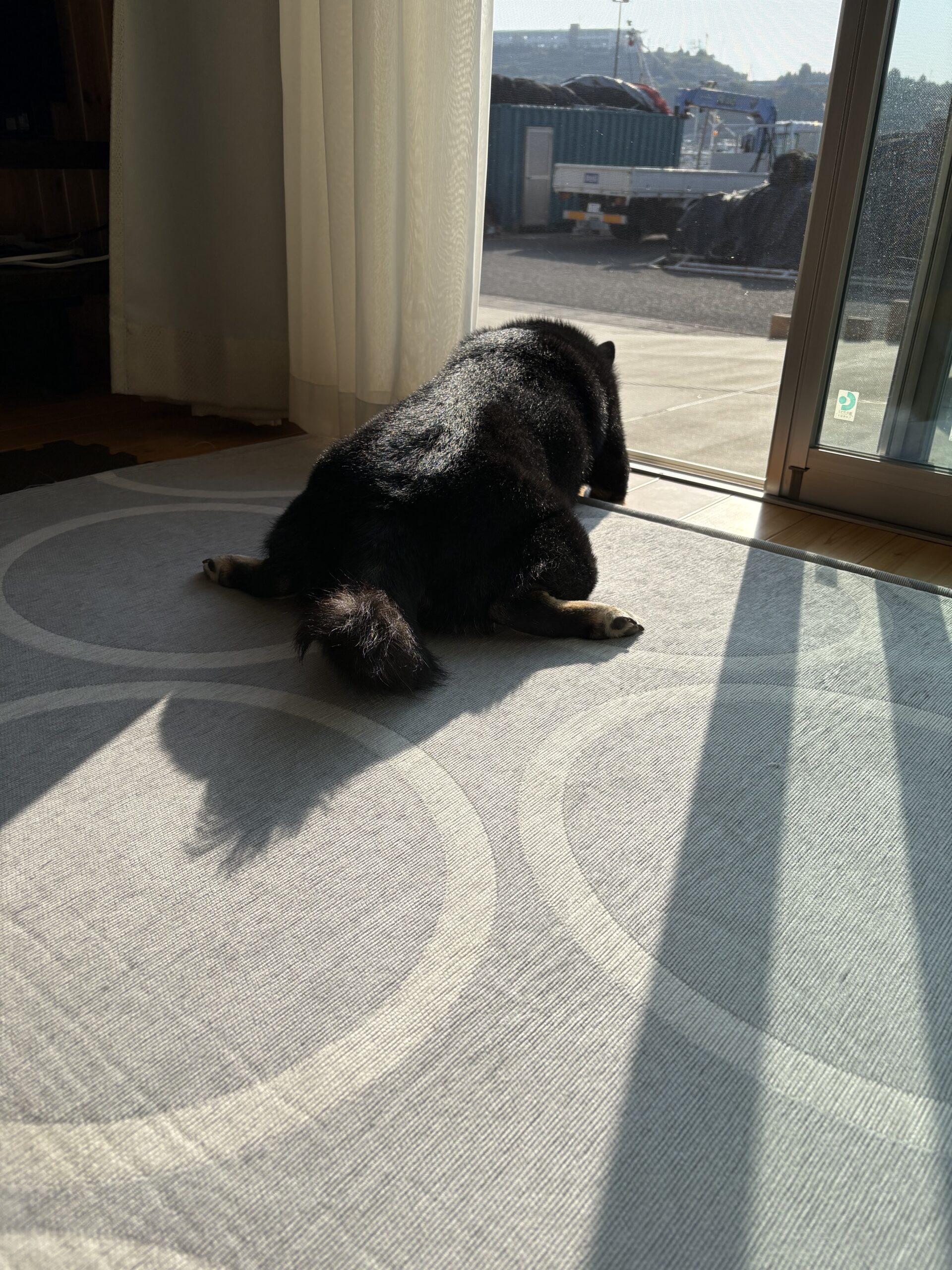 日向でくつろぐ黒柴まめの後ろ姿。看病で忙しい日もそばに寄り添う様子。