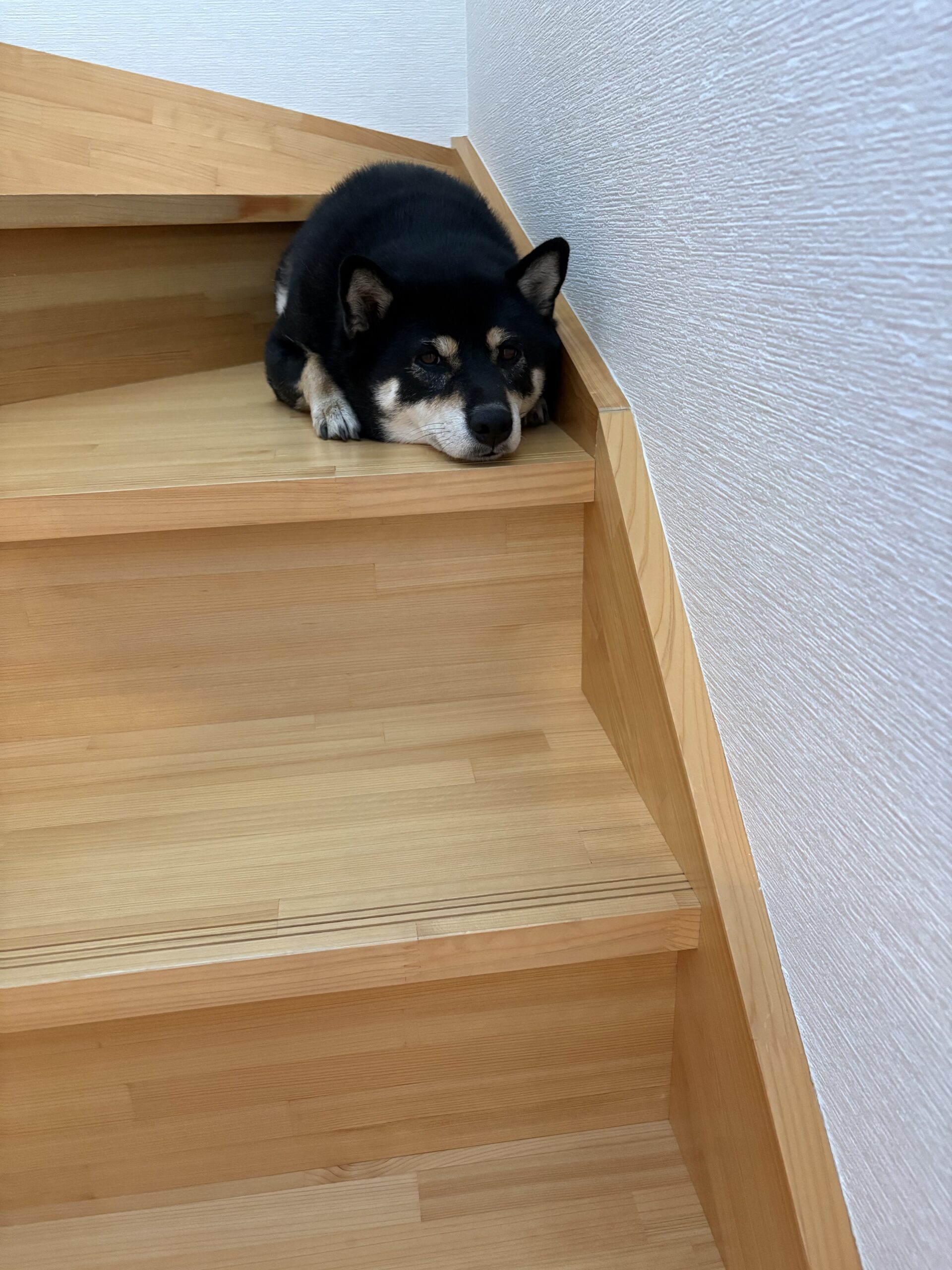 階段で休憩中のまめ