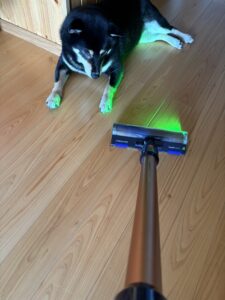 ダイソンのレーザーを見つめるまめの写真