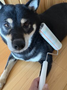 まめにコロコロしている写真