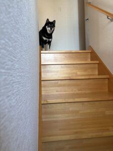 階段でこちらを見ている黒柴まめ