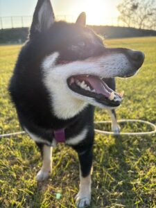 夕陽を浴びて笑っている黒柴まめ