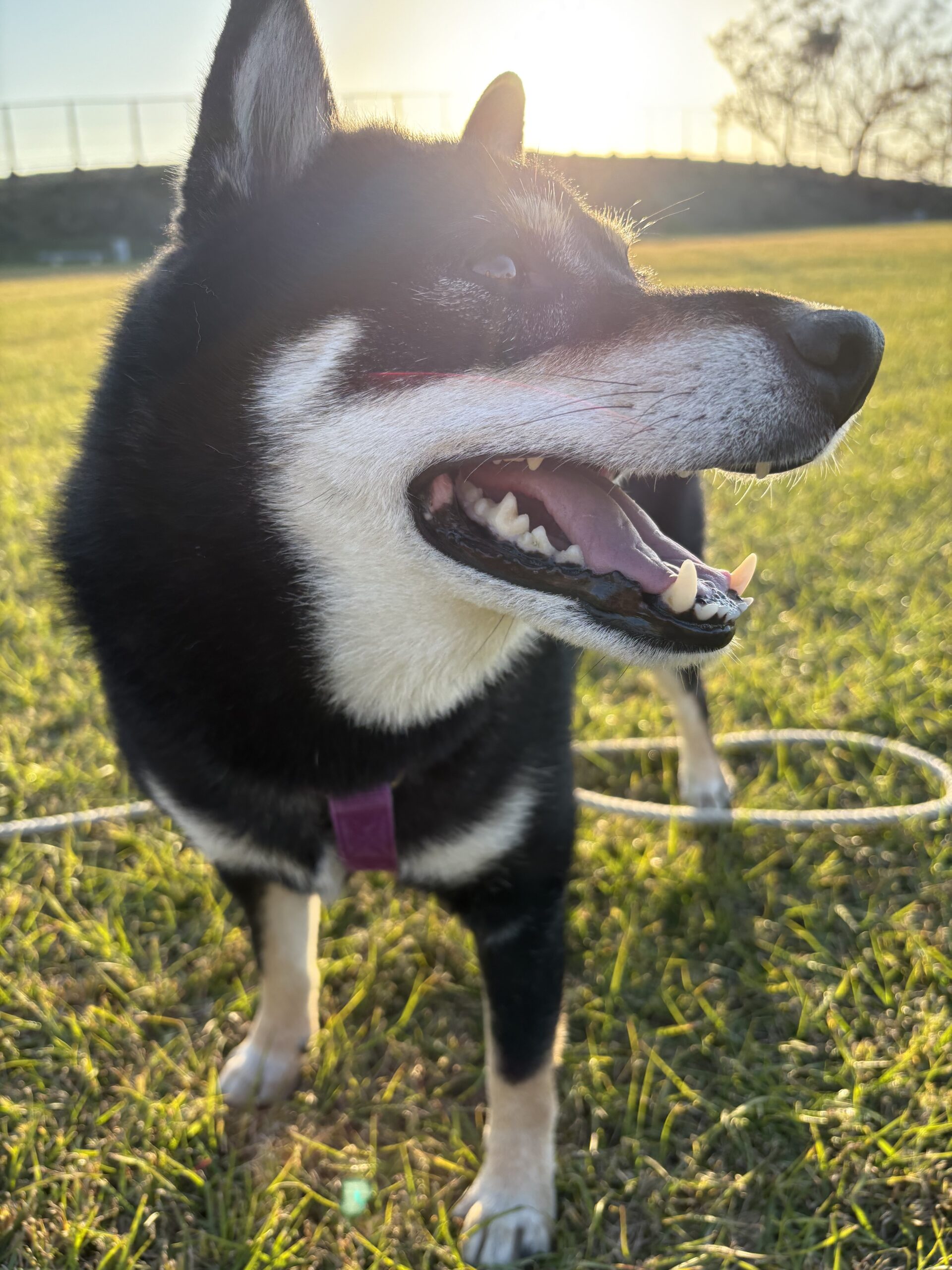 夕陽を浴びて笑っている黒柴まめ