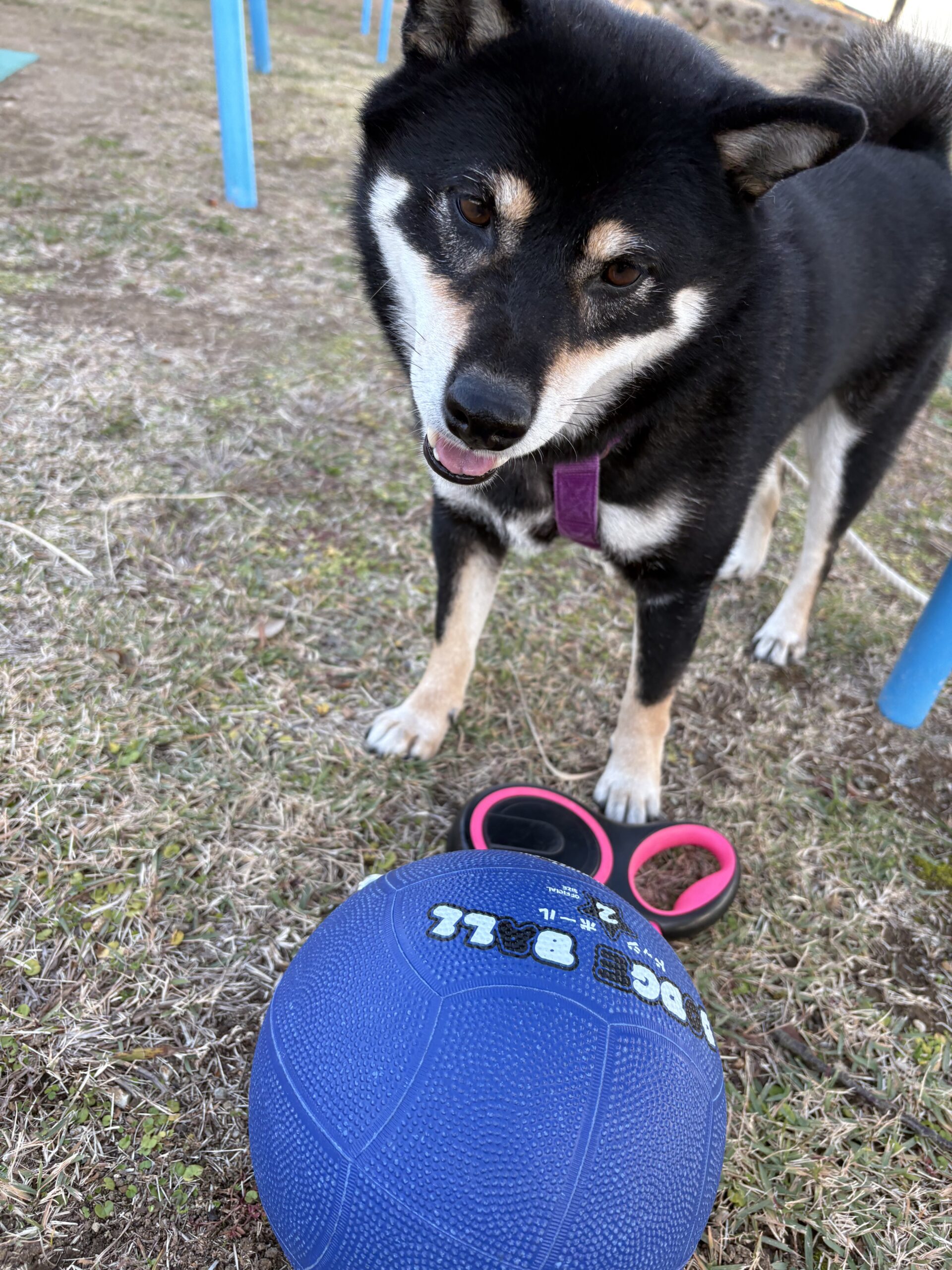 ボールの前で立ちこちらを見つめる黒柴まめの写真