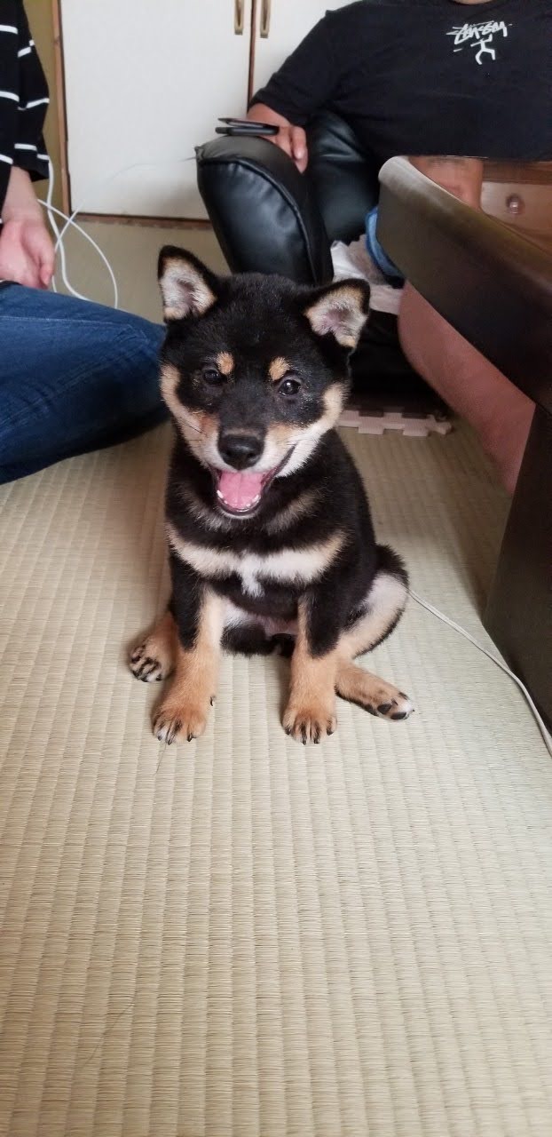 子犬の黒柴まめと初収益の感謝