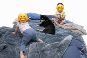 布団を占領する姉妹と端で見つめる黒柴まめ（切り抜き）