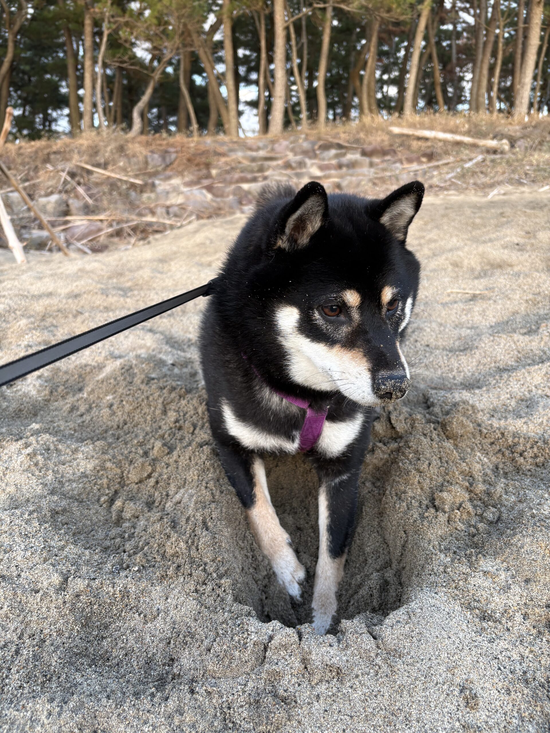 砂浜の穴にはまっている黒柴まめの写真