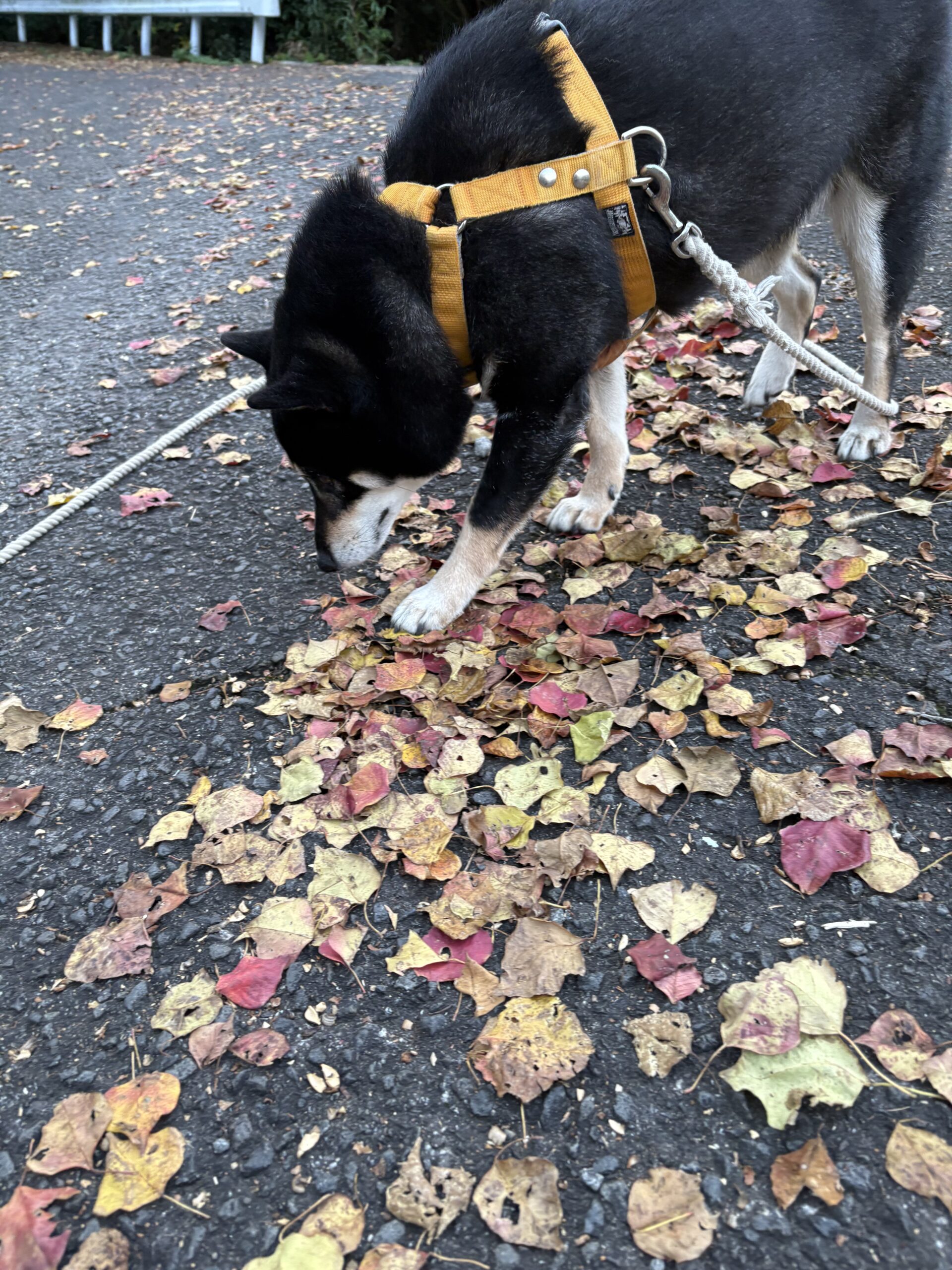 落ち葉の上を歩きながらにおいを嗅ぐ黒柴まめ