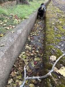 側溝に落ち葉が敷き詰められた中を歩く黒柴まめ