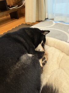 ふわふわベッドで丸くなって眠る黒柴まめの様子