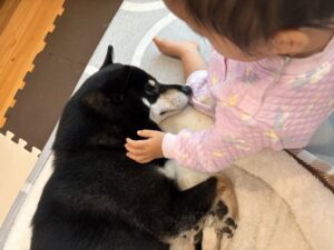 朝起きてまめを優しくなでる下の子の姿