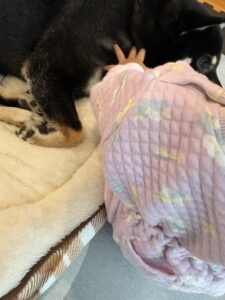 ふわふわベッドでくつろぐ黒柴まめを撫でる下の子の手元
