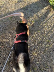 散歩中、大きな木の破片にマウントを取る黒柴のまめ