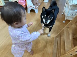 下の子がはじめて黒柴まめにおやつを手渡す瞬間