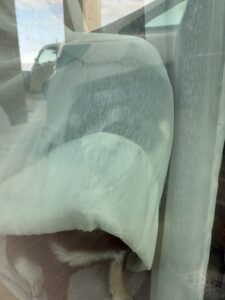 お遊戯会前、カーテンの裏でじっと様子を伺う黒柴まめ