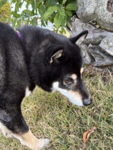 木の根元で集中してくん活する黒柴のまめ