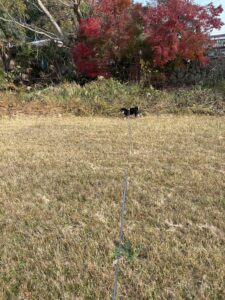 広い草地でロングリードをつけて散歩する黒柴まめ