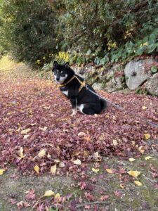 赤い落ち葉のじゅうたんの上でこちらを見る黒柴まめ