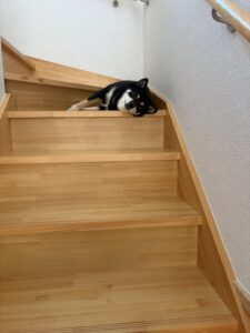 階段の踊り場でくつろいで寝そべる黒柴のまめ