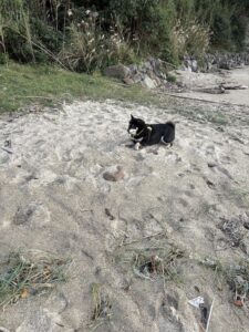 砂浜で何かを見つけて警戒しながら伏せている黒柴のまめ