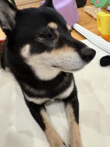 夜ごはんの時間に横目で食べ物を気にしている黒柴のまめ