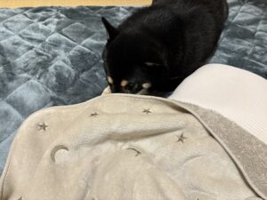 子供用フランネルブランケットの上で顔をうずめる黒柴のまめ