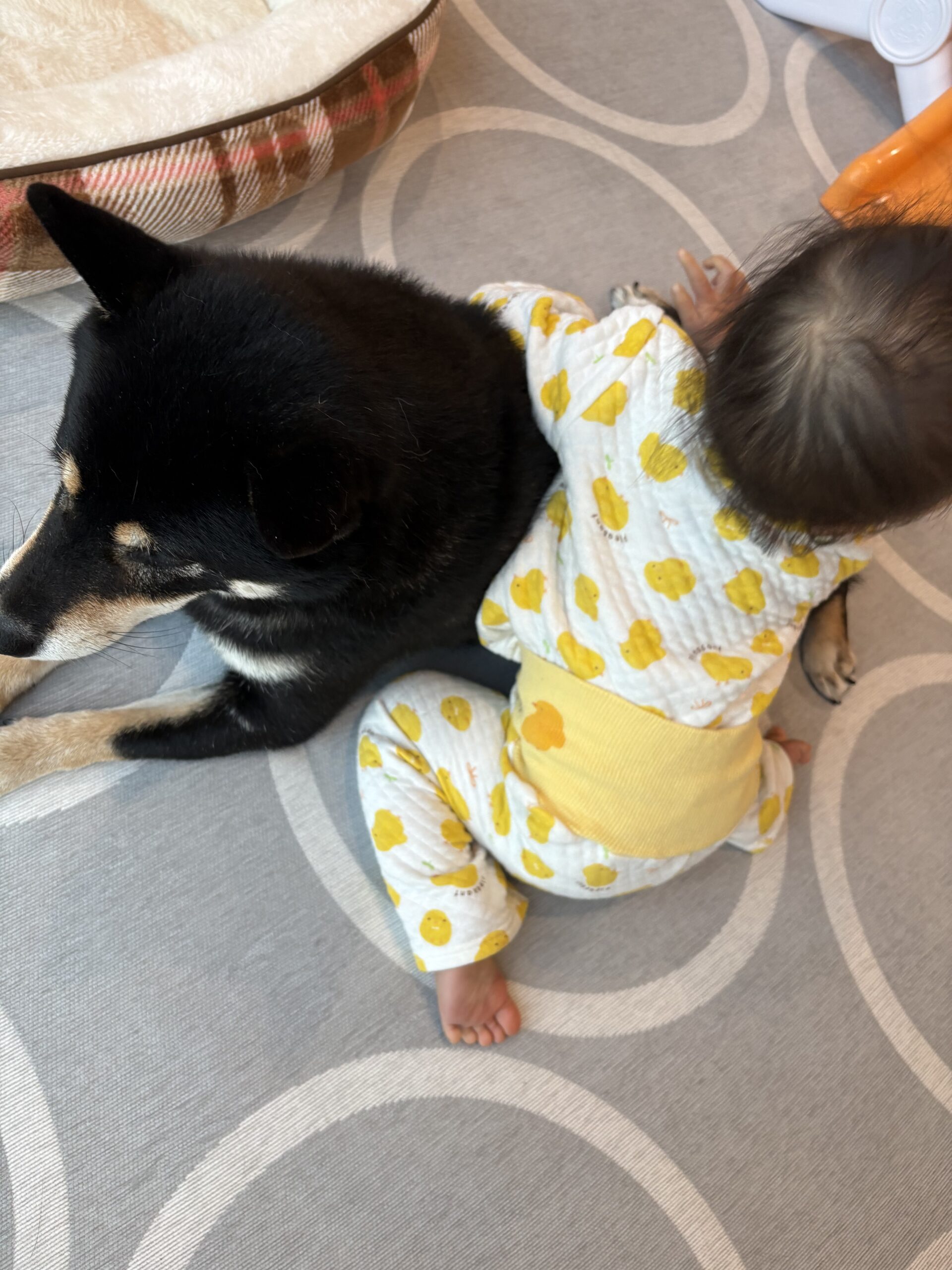 まめに乗ろうと試みる下の子と、じっと耐える黒柴まめ