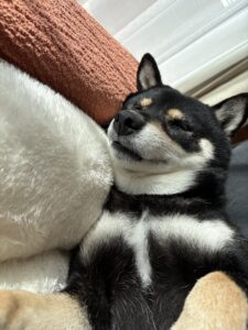 気持ちよくて目がとろんとなっている黒柴まめ