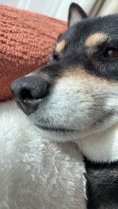 お腹をかいてほしくてリラックスした表情の黒柴まめのアップ