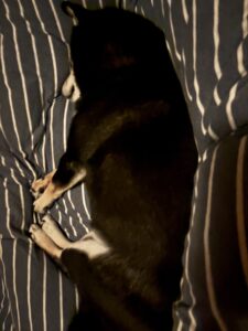 布団の上で気持ちよさそうに寝る黒柴まめ