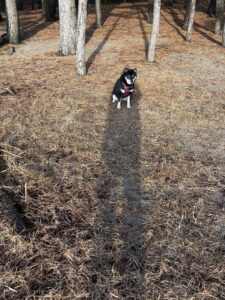 お座りしてこちらを待つ黒柴まめ