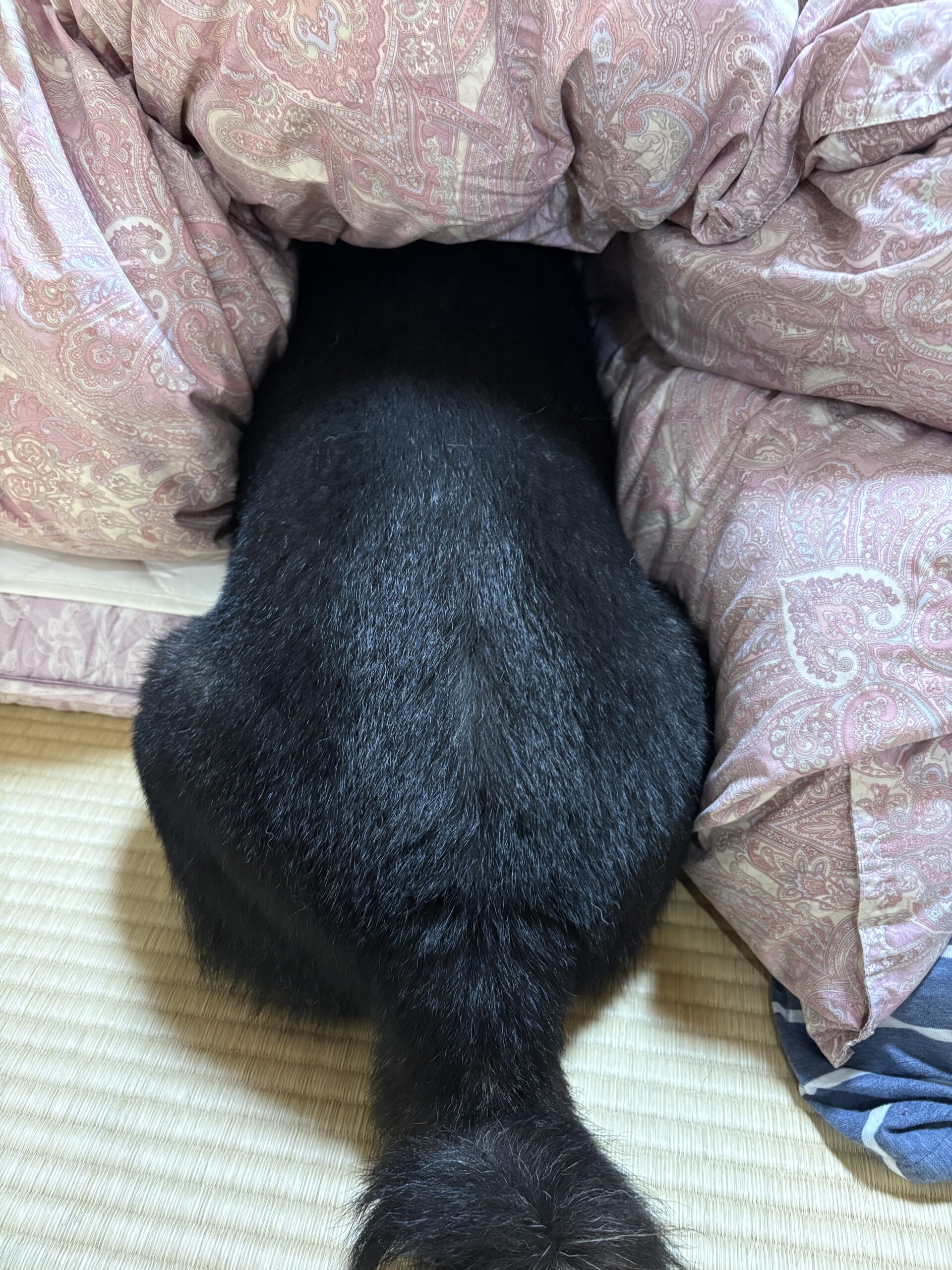 布団の中に頭を突っ込んで隠れている黒柴まめ