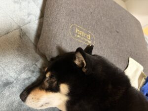 羊のいらない枕でぐっすり眠る黒柴まめ