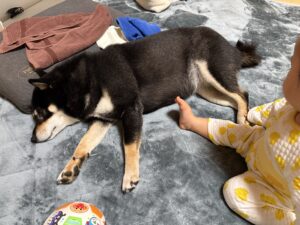 子供に足で触られても起きない黒柴まめ