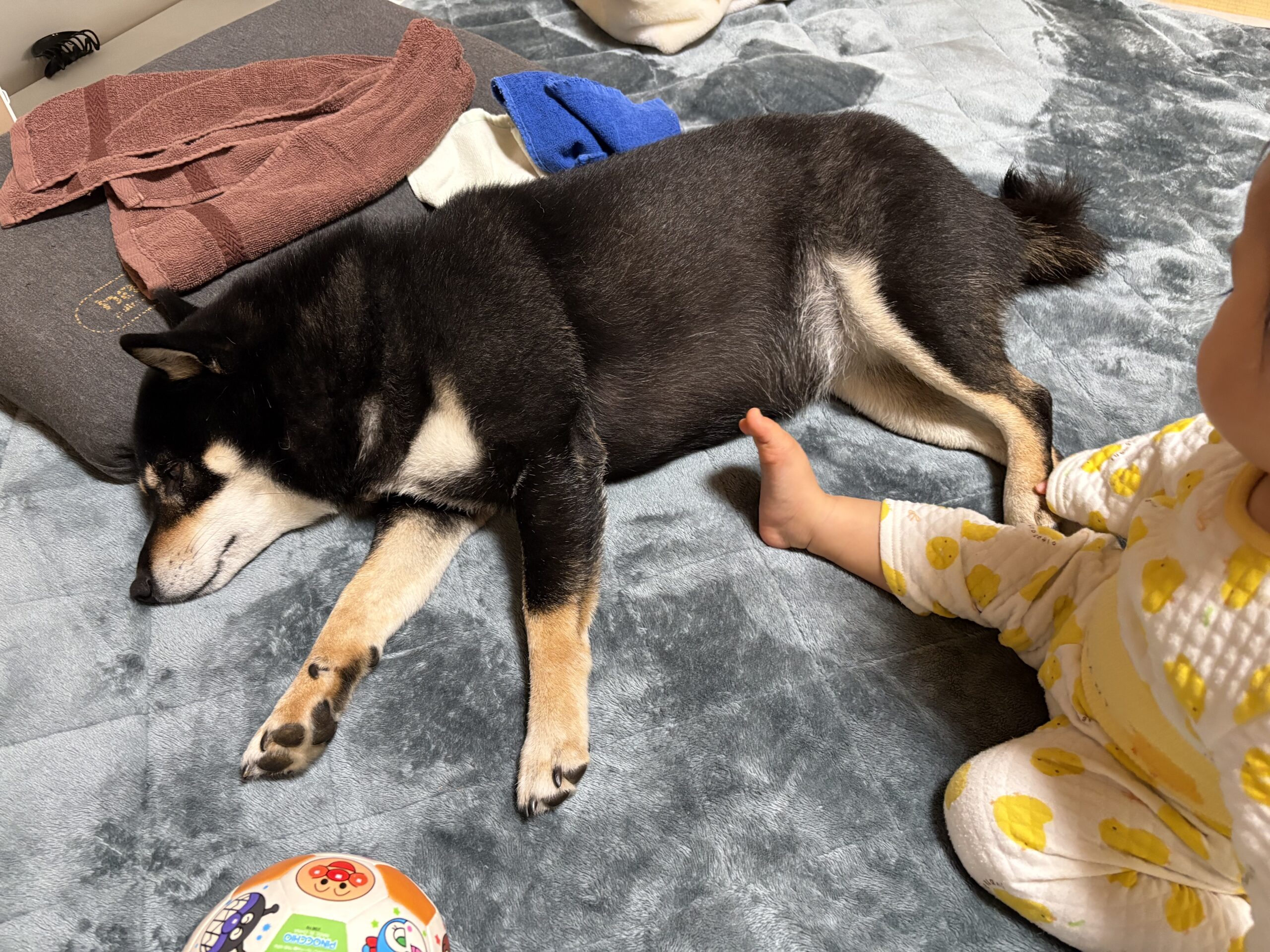 子供に足で触られても起きない黒柴まめ
