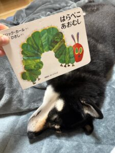 読み聞かせ中にはらぺこあおむしの絵本の横で寝てしまった黒柴