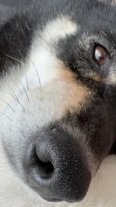 近くで撮影した黒柴まめの表情豊かな顔 