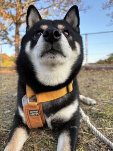 暖かい夕方の公園で、穏やかな表情を見せる黒柴まめ
