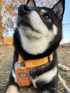 公園でリラックスして座る黒柴まめの正面アップ