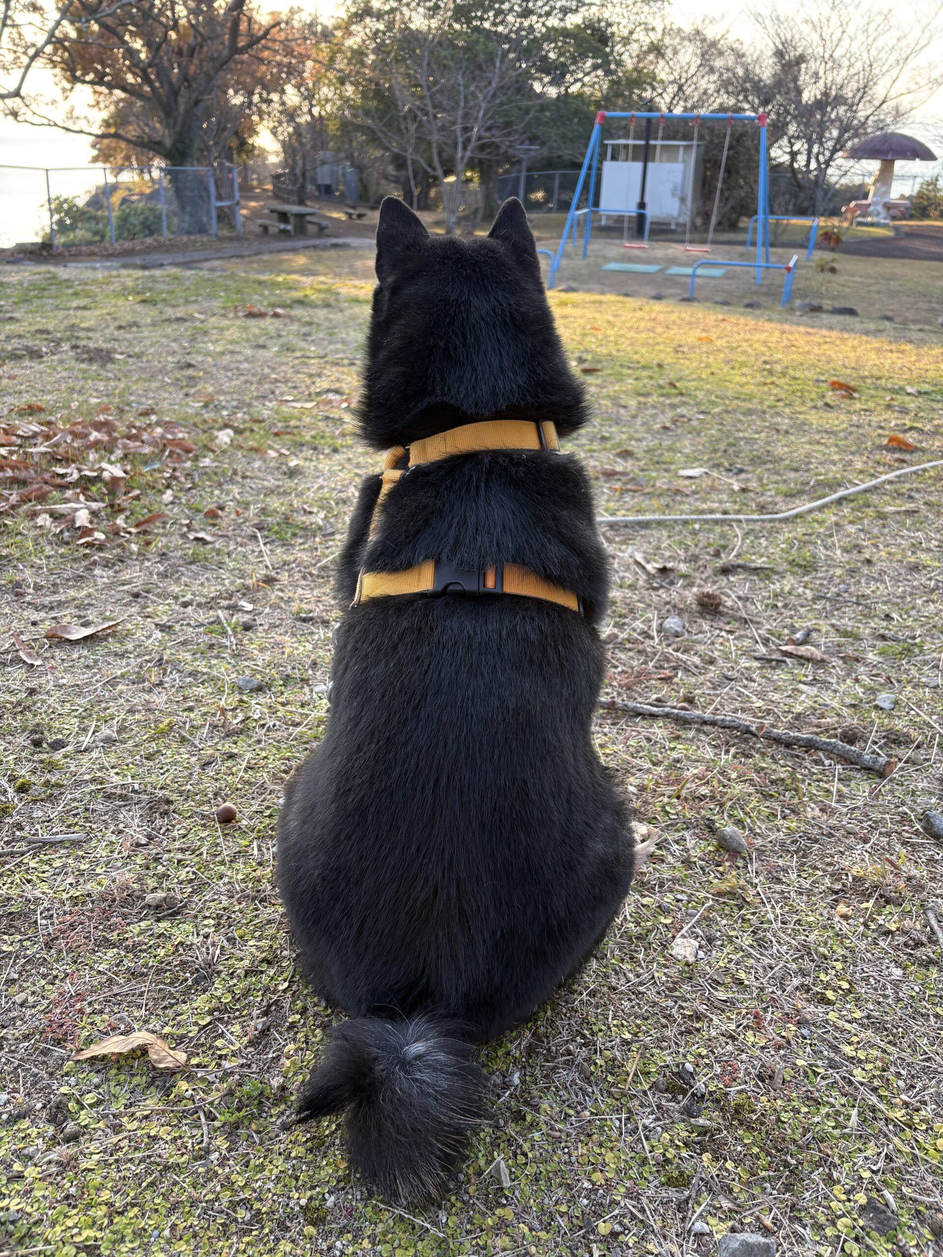 風のない暖かい夕方、公園で座って景色を眺める黒柴まめ