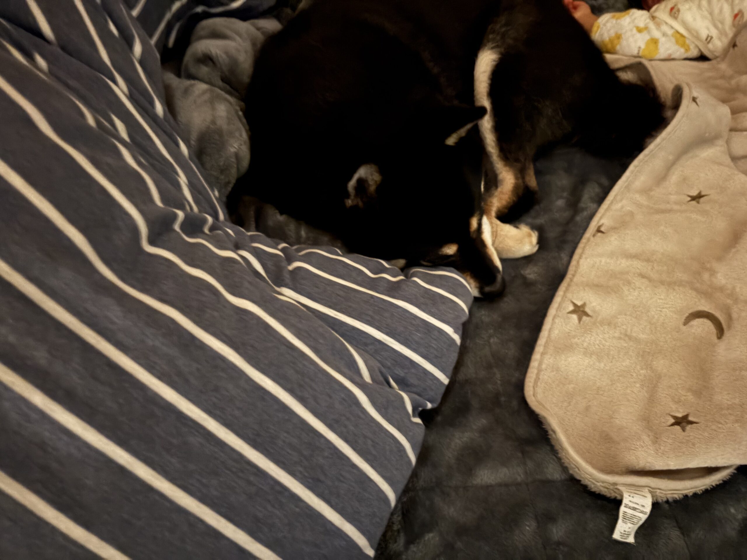 朝、まだ寝ている下の子のそばで見守る黒柴まめの姿