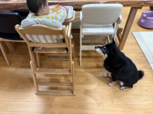 朝ごはんを自分で食べる1歳児と見守る柴犬